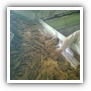 LEAF TOBACCO SHREDDED TOBACCO raw tobacco leaf dark air cured tobacco rustica tobacco FLUE CURED TOBACCO